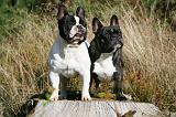 BOULEDOGUE FRANCAIS 1181